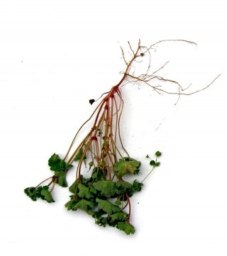 Le radici fittonanti Filiforme