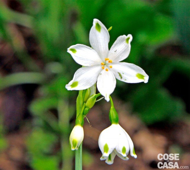 Leucojum aestivum - campanellino estivo bianchi con picchiettature verdi Leucojum aestivum - campanellino estivo bianchi con picchiettature verdi