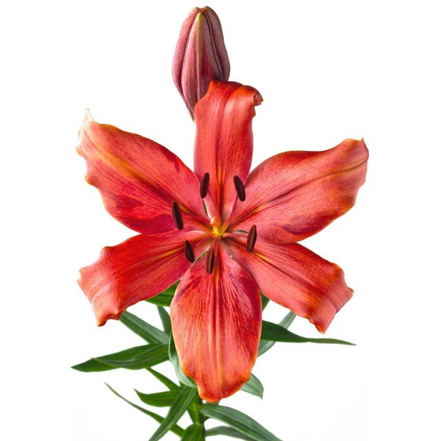LILIUM PERENNI rosso chiaro LILIUM PERENNI rosso chiaro