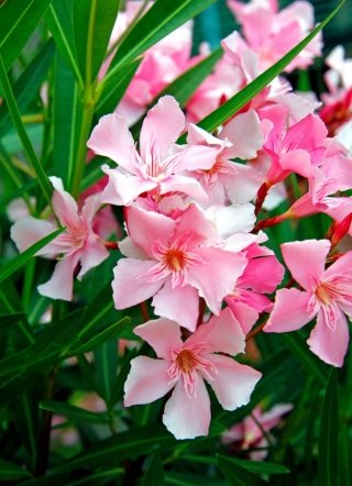 Nonostante la sua bellezza, l'oleandro è una pianta molto velenosa anche per gli animali domestici.