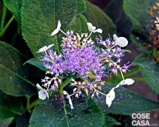 ortensia Hydrangea involucrata azzurra e bianca ortensia Hydrangea involucrata azzurra e bianca