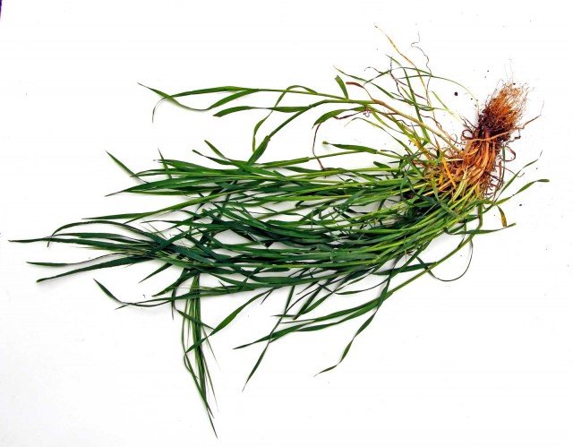 radici fascicolate radici fascicolate