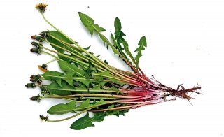 radici fittonanti Carnosa