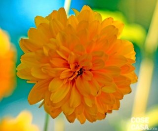 Rudbeckia "Goldquelle", di un bellissimo colore giallo limone. Rudbeckia "Goldquelle", di un bellissimo colore giallo limone.