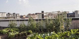Orto sul tetto: a Milano il progetto “Coltivare la città”