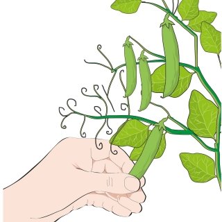 3. Prima di raccogliere i legumi verificare la consistenza del baccello. 3. Prima di raccogliere i legumi verificare la consistenza del baccello.