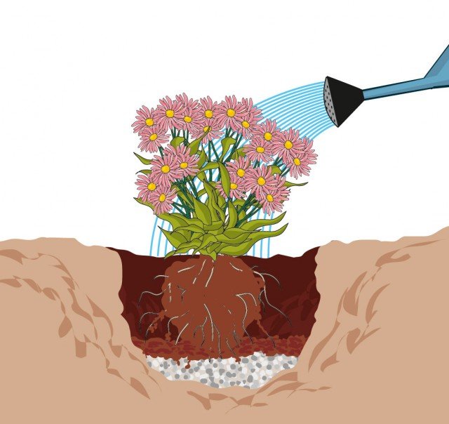 annaffiare Aster annaffiare Aster