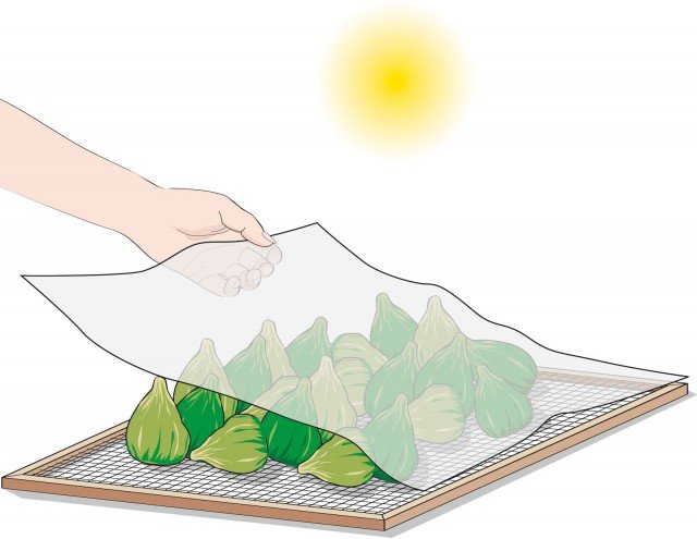 Durante la notte trasferirli al coperto per evitare l’umidità e, al mattino, rimettere i frutti al sole coperti con la garza. I fichi saranno completamente essiccati quando la buccia assumerà un aspetto rugoso e non uscirà succo se si schiacciano. Durante la notte trasferirli al coperto per evitare l’umidità e, al mattino, rimettere i frutti al sole coperti con la garza. I fichi saranno completamente essiccati quando la buccia assumerà un aspetto rugoso e non uscirà succo se si schiacciano.