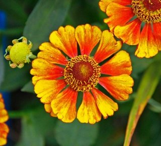 Helenium-Chelsey