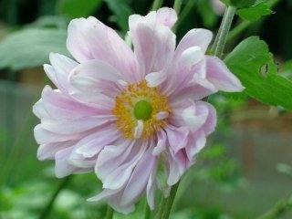 anemone-giapponese-khoening-charlotte