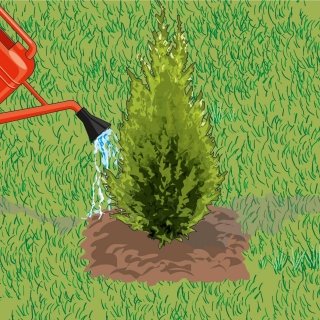 5. Annaffiare copiosamente: occorrono circa 30 litri di acqua per esemplare. 5. Annaffiare copiosamente: occorrono circa 30 litri di acqua per esemplare.