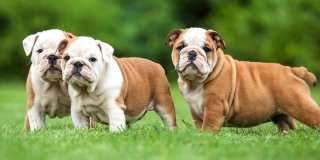 Bulldog inglese: cane brutto? No, bellissimo