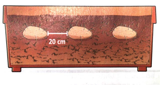 Interrare la patata germogliata in un vaso con una profondità di 60 cm. Interrare la patata germogliata in un vaso con una profondità di 60 cm.