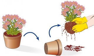 estrarre dal vaso e districare radici Aster