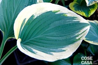 Hosta varietà Liberty