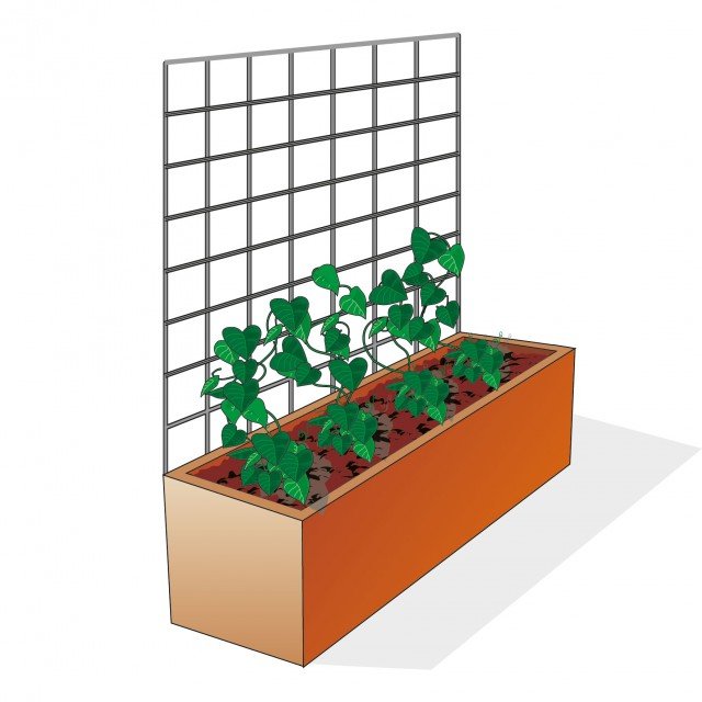 contenitore dovrebbe essere di almeno 60 cm di lato e profondo 60 cm con tutori alti almeno 150 cm per ipomea rampicante contenitore dovrebbe essere di almeno 60 cm di lato e profondo 60 cm con tutori alti almeno 150 cm per ipomea rampicante