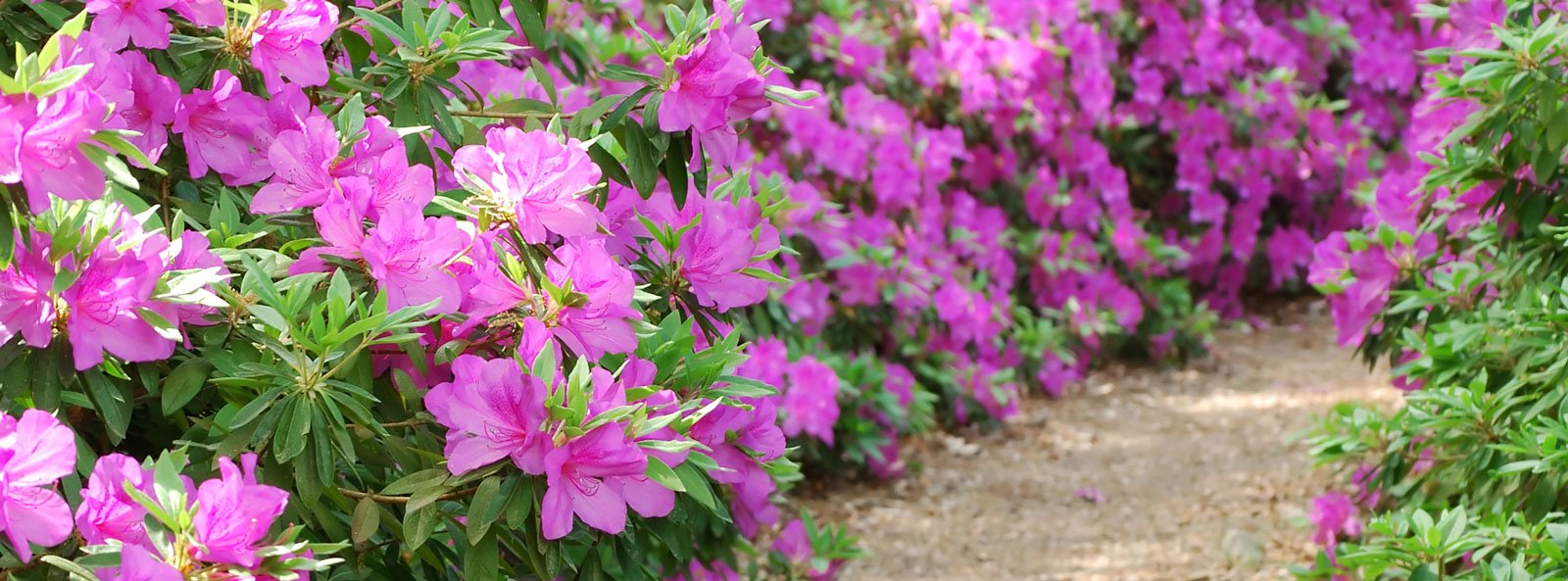Il rododendro può crescere tanto come esemplare isolato, quanto in siepi e bordure.
