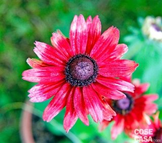 Rudbeckia “Cherry Brandy” Rudbeckia “Cherry Brandy”