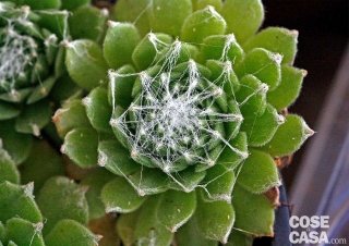 Sempervivum arachnoideum o semprevivo ragnateloso. Sempervivum arachnoideum o semprevivo ragnateloso.