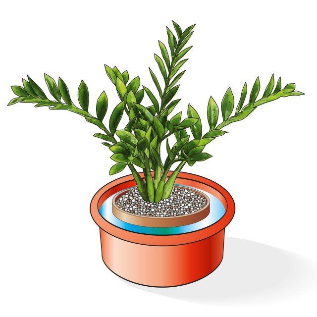 vaso Zamioculcas in bacinella piena d'acqua per reidratare pianta vaso Zamioculcas in bacinella piena d'acqua per reidratare pianta