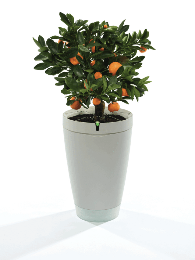 FOTO_10_Parrot-Pot_White-Plant FOTO_10_Parrot-Pot_White-Plant