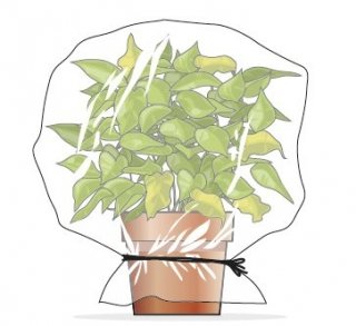 chiudere la pianta per due giorni in un sacchetto di plastica