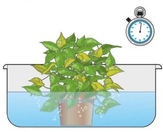 immersione pianta in acqua per un'ora immersione pianta in acqua per un'ora