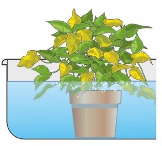 immersione totale vaso pianta in acqua temperatura ambiente