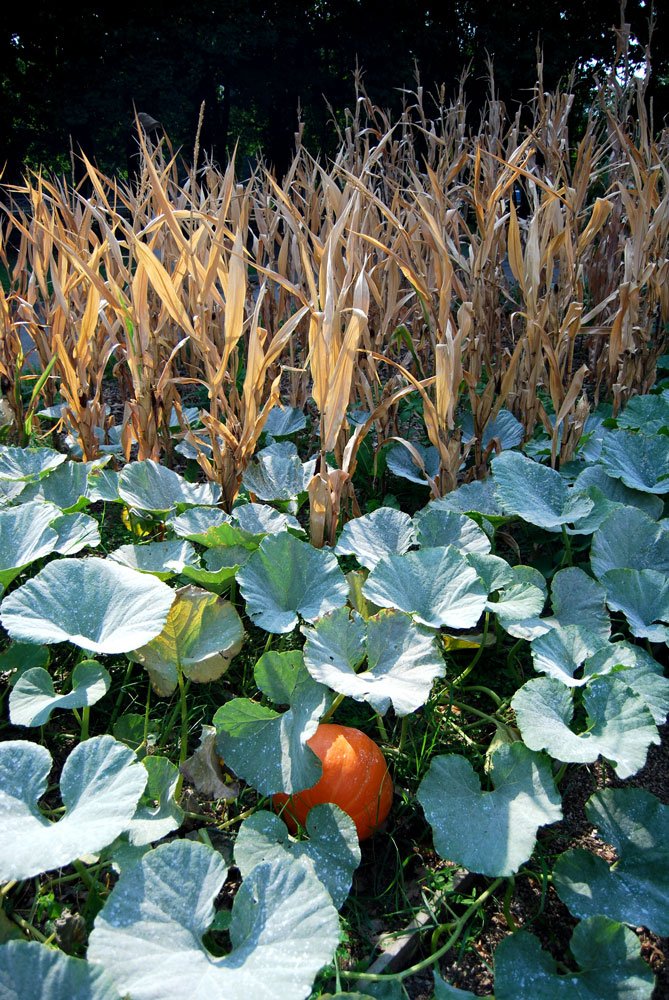 museo-botanico-2 museo-botanico-2