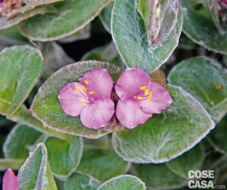 Fiori di tradescantia sillamontana, tipicamente violetti. Fiori di tradescantia sillamontana, tipicamente violetti.
