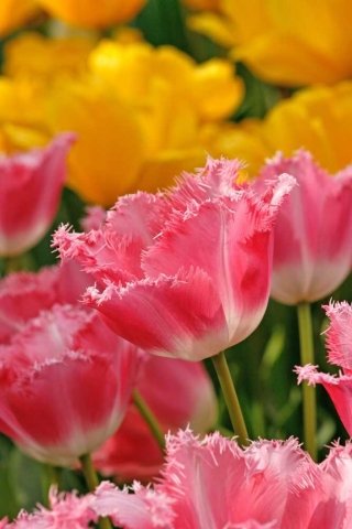 In foto, un tulipano della varietà "Fancy frills".