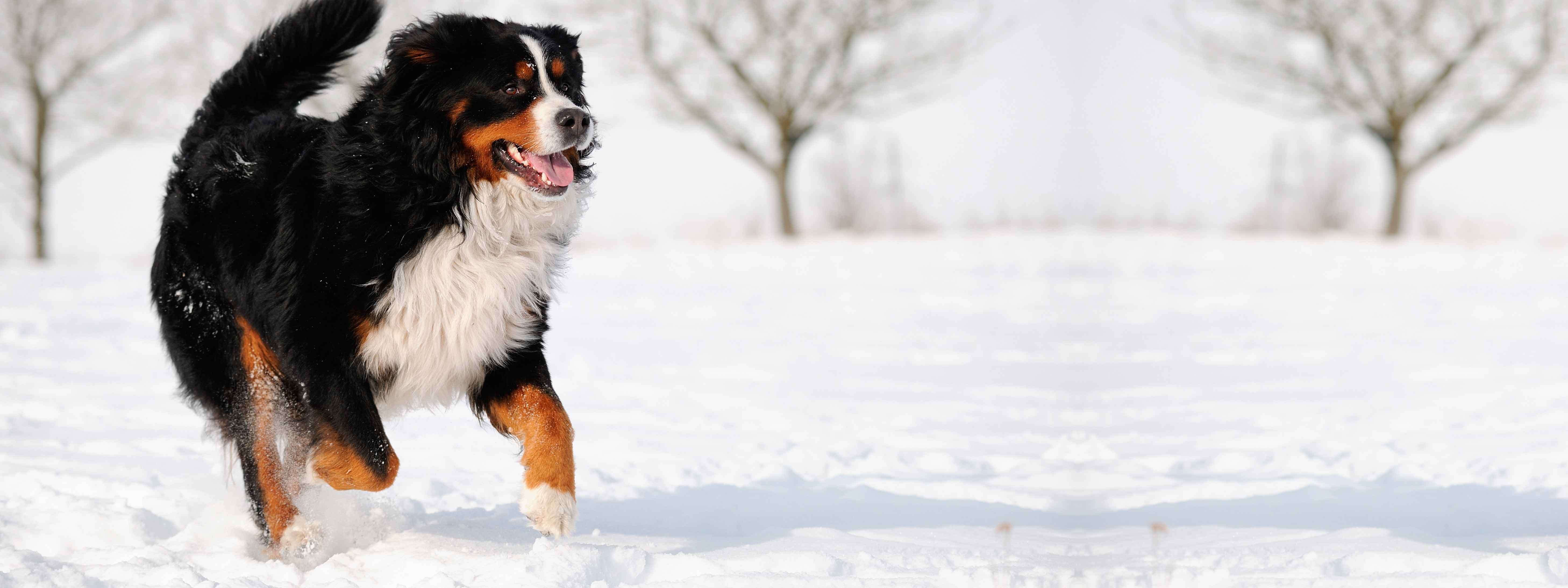 Cane E Gatto Proteggerli Dal Freddo Oggetti E Posti Casa