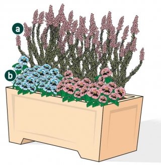 fioriera autunnale con Erica e Viole fioriera autunnale con Erica e Viole