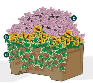 fioriera autunnale con Viole Heuchera e Edera fioriera autunnale con Viole Heuchera e Edera