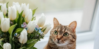 piante pericolose gatto piante pericolose gatto