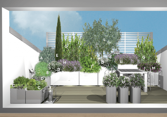terrazza fiorita con piante: Acca sellowiana; Aloysia triphylla; Aromatiche; Convolvulus cneorum; Cupressus sempervirens; Hydrangea macrophylla Lacecap; Laurus nobilis; Lavandula angustifolia; Myrtus Communis; Olea europaea; Polygala myrtifolia; Rosmarinus officinalis prostratus terrazza fiorita con piante: Acca sellowiana; Aloysia triphylla; Aromatiche; Convolvulus cneorum; Cupressus sempervirens; Hydrangea macrophylla Lacecap; Laurus nobilis; Lavandula angustifolia; Myrtus Communis; Olea europaea; Polygala myrtifolia; Rosmarinus officinalis prostratus
