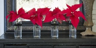 Stella di Natale: come decorare casa per le feste