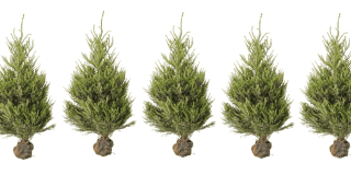 Ikea presenta “Compostiamoci bene”: l’albero di Natale che fa bene all’mbiente