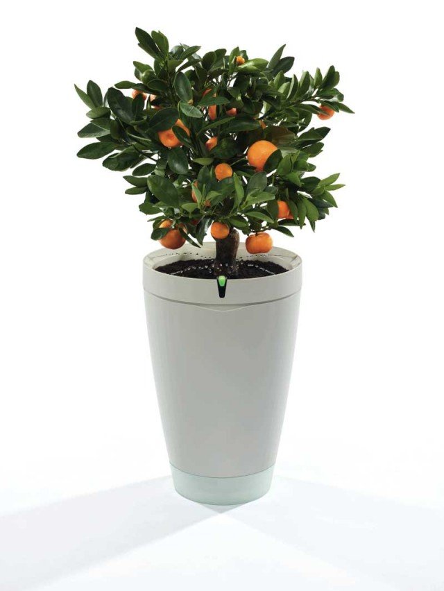 Parrot Pot Parrot Pot