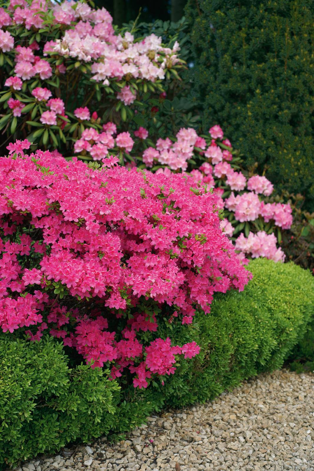 Azalea Azalea