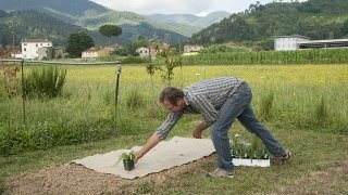 aiuolavivace Didier mette una pianta nella posizione indicata dal telo