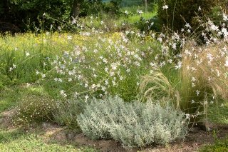 aiuolavivace modulo pissarro