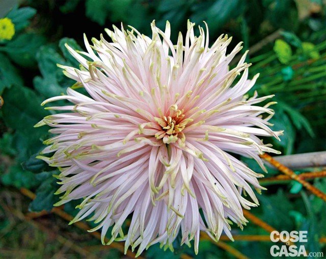Crisantemo Anastasia star pink colore rosa antico e verde vivo Crisantemo Anastasia star pink colore rosa antico e verde vivo