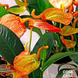 Esemplare di anthurium Amaretti. Esemplare di anthurium Amaretti.