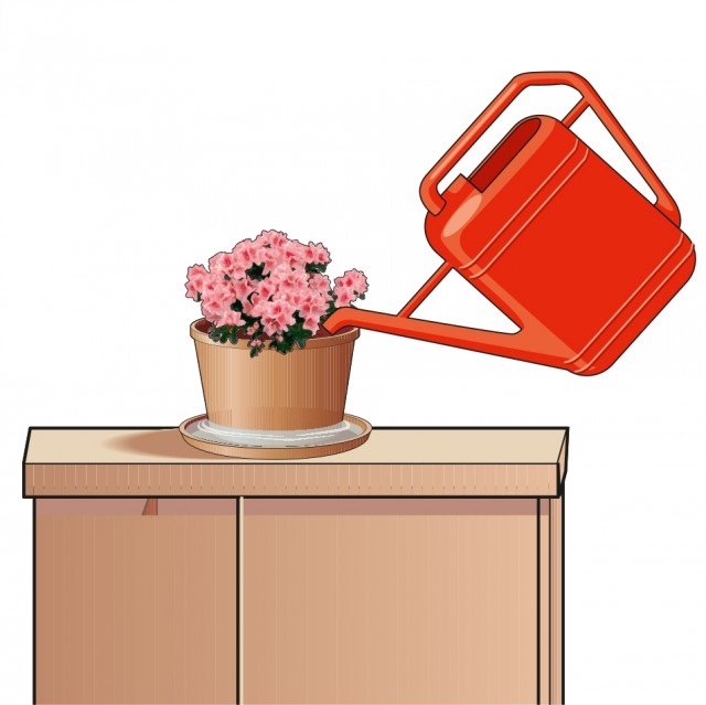 L’azalea deve essere annaffiata a fondo giornalmente L’azalea deve essere annaffiata a fondo giornalmente