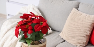 cesto con stella di natale cesto con stella di natale