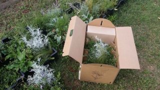 contenuto aiuola impressionista