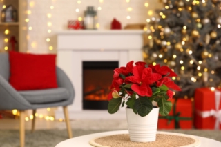 Beautiful,Flower,Poinsettia,On,Table,In,Christmas,Decorated,Room.,Closeup Beautiful,Flower,Poinsettia,On,Table,In,Christmas,Decorated,Room.,Closeup
