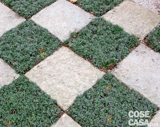 ERBA TRA LE PIETRE ERBA TRA LE PIETRE