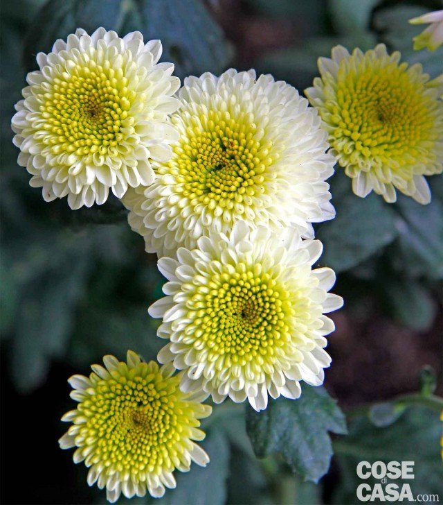 Feeling white e Froggy sono due crisantemi con fiore a mazzetto color bianco esterno e giallo interno Feeling white e Froggy sono due crisantemi con fiore a mazzetto color bianco esterno e giallo interno